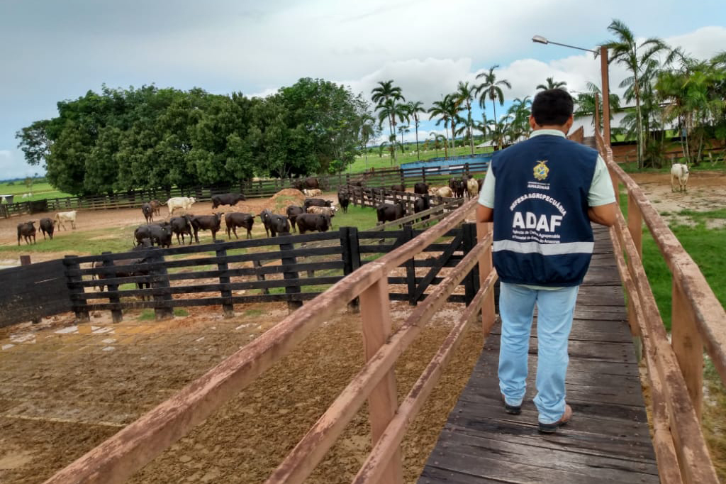 Vacinação contra febre aftosa no Amazonas Vacinação contra febre aftosa no Amazonas