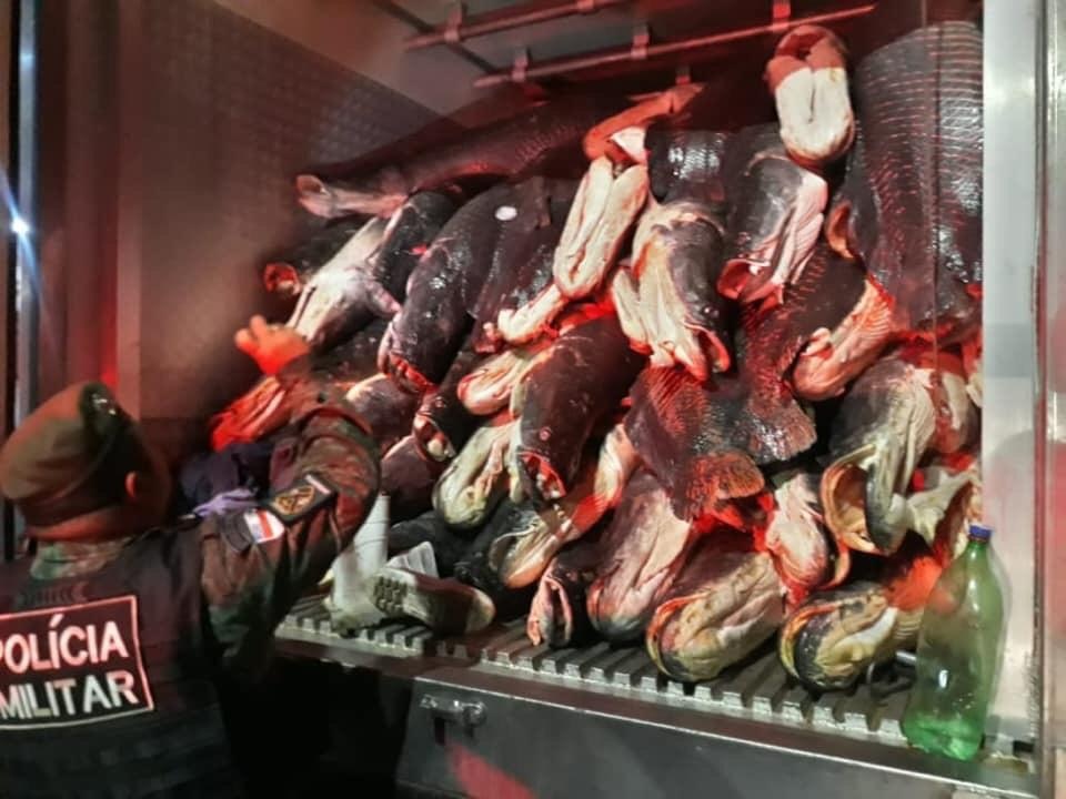 9 toneladas de peixe ilegal s&atilde;o apreendidas em caminh&atilde;o ba&uacute; no Dom Pedro