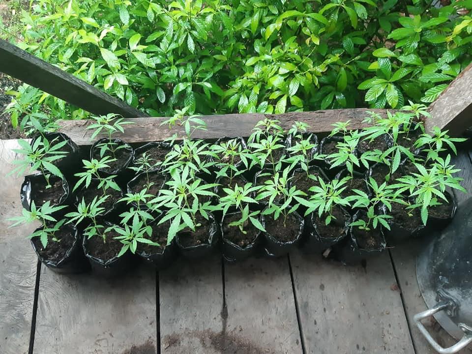 32 p&eacute;s de maconha s&atilde;o apreendidos em Ipixuna pela PM