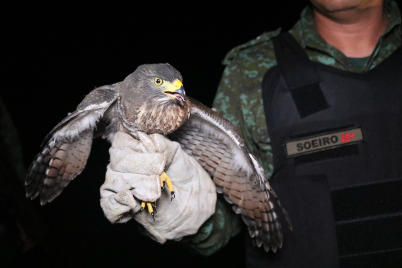 12 animais silvestres são devolvidos à natureza pelo Batalhão Ambiental e Ibama 12 animais silvestres são devolvidos à natureza pelo Batalhão Ambiental e Ibama
