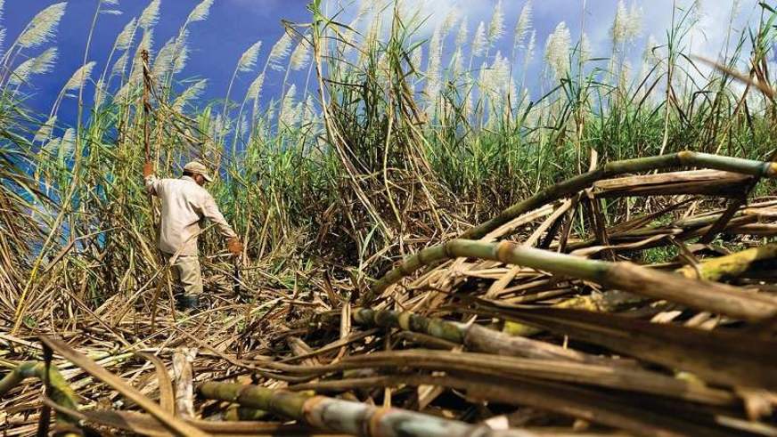 MPF vai à Justiça para revogar autorização do cultivo de cana-de-açúcar na Amazônia MPF vai à Justiça para revogar autorização do cultivo de cana-de-açúcar na Amazônia