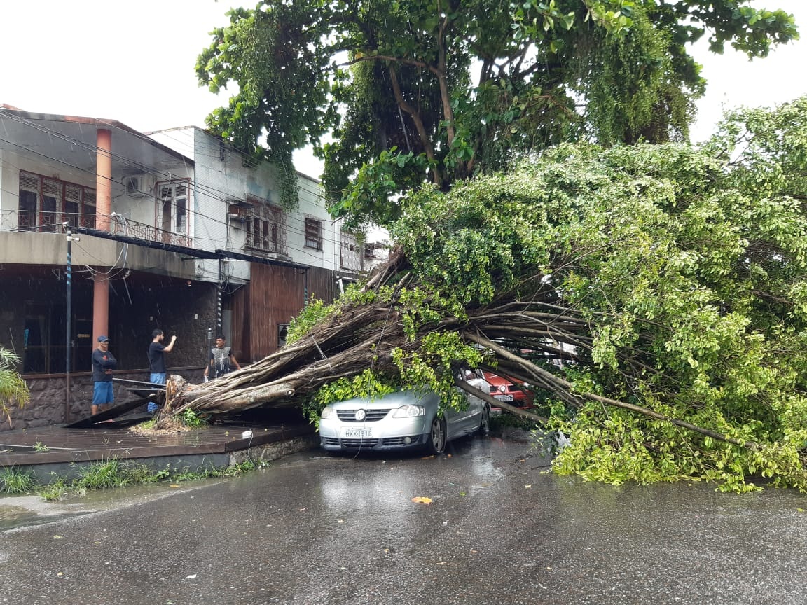 Durante chuva, árvore tomba em cima de carro na avenida Japurá Durante chuva, árvore tomba em cima de carro na avenida Japurá