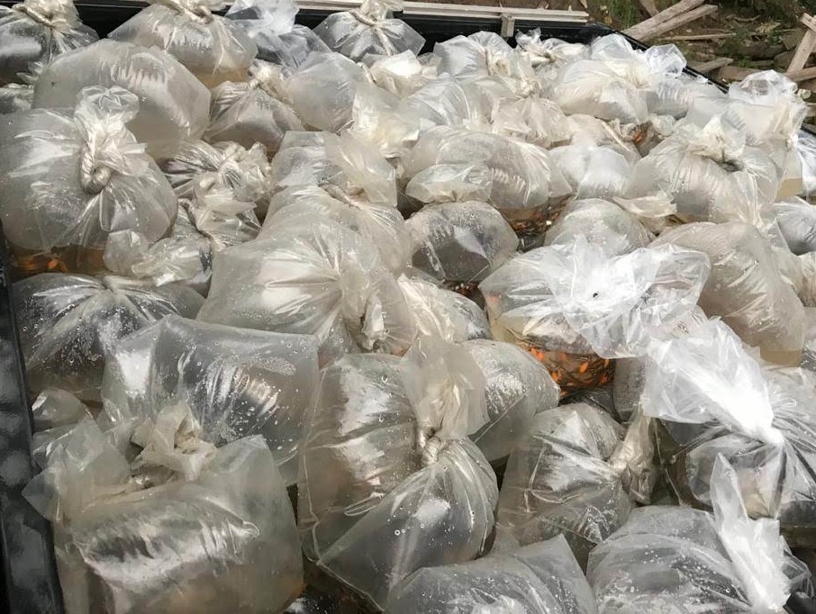 PF prende homens que transportavam 10 mil alevinos para a Colômbia PF prende homens que transportavam 10 mil alevinos para a Colômbia