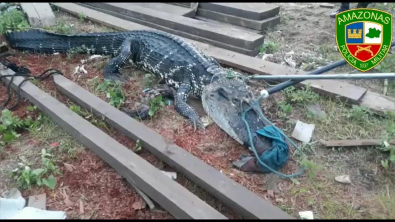 Jacaré de quase 4m que 'rondava' na Aparecida é capturado e entregue ao Ibama. Veja vídeo Jacaré de quase 4m que 'rondava' na Aparecida é capturado e entregue ao Ibama. Veja vídeo