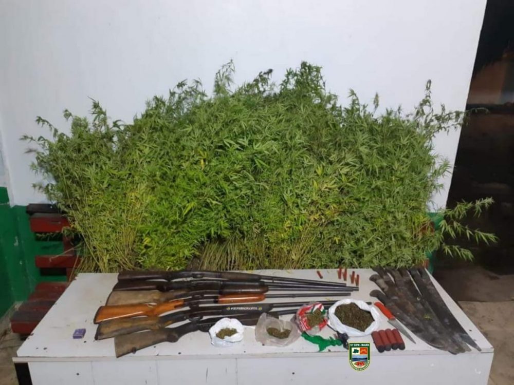 300 pés de maconha são apreendidos com idoso em Maués 300 pés de maconha são apreendidos com idoso em Maués