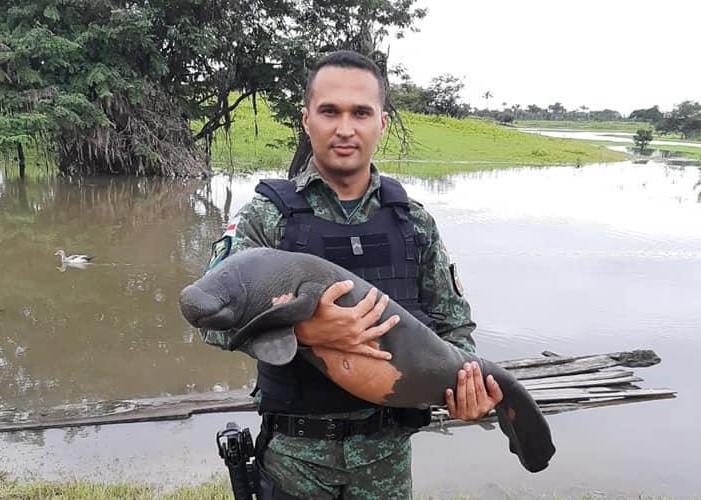Filhote de peixe-boi é resgatado em Silves após se perder da mãe Filhote de peixe-boi é resgatado em Silves após se perder da mãe