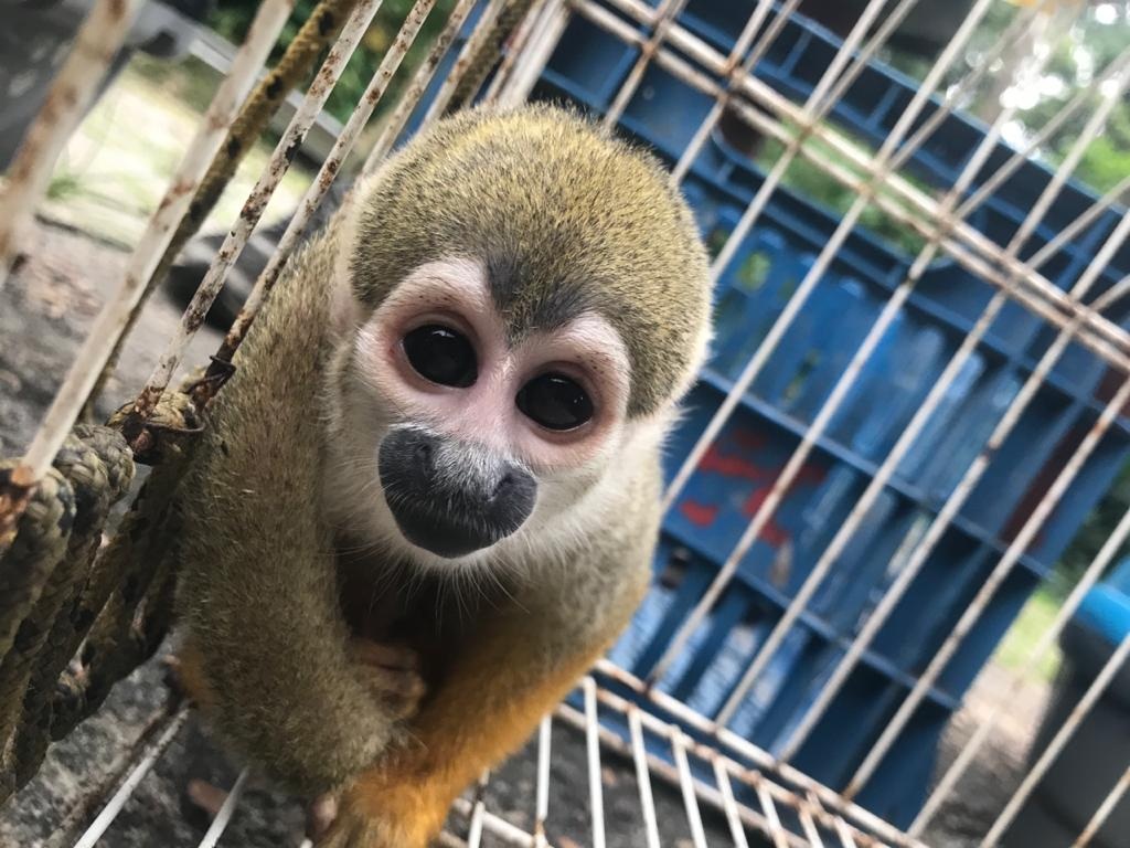 Ipaam resgata 699 animais silvestres em 2019 Ipaam resgata 699 animais silvestres em 2019