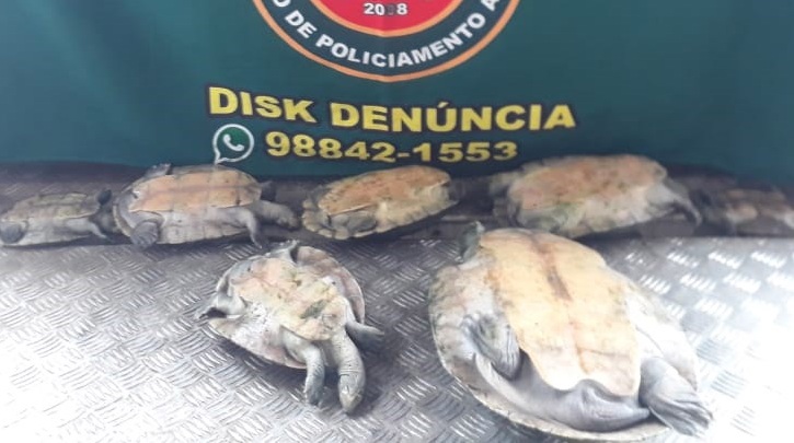 Sete quelônios criados em tanque na zona Leste são apreendidos Sete quelônios criados em tanque na zona Leste são apreendidos