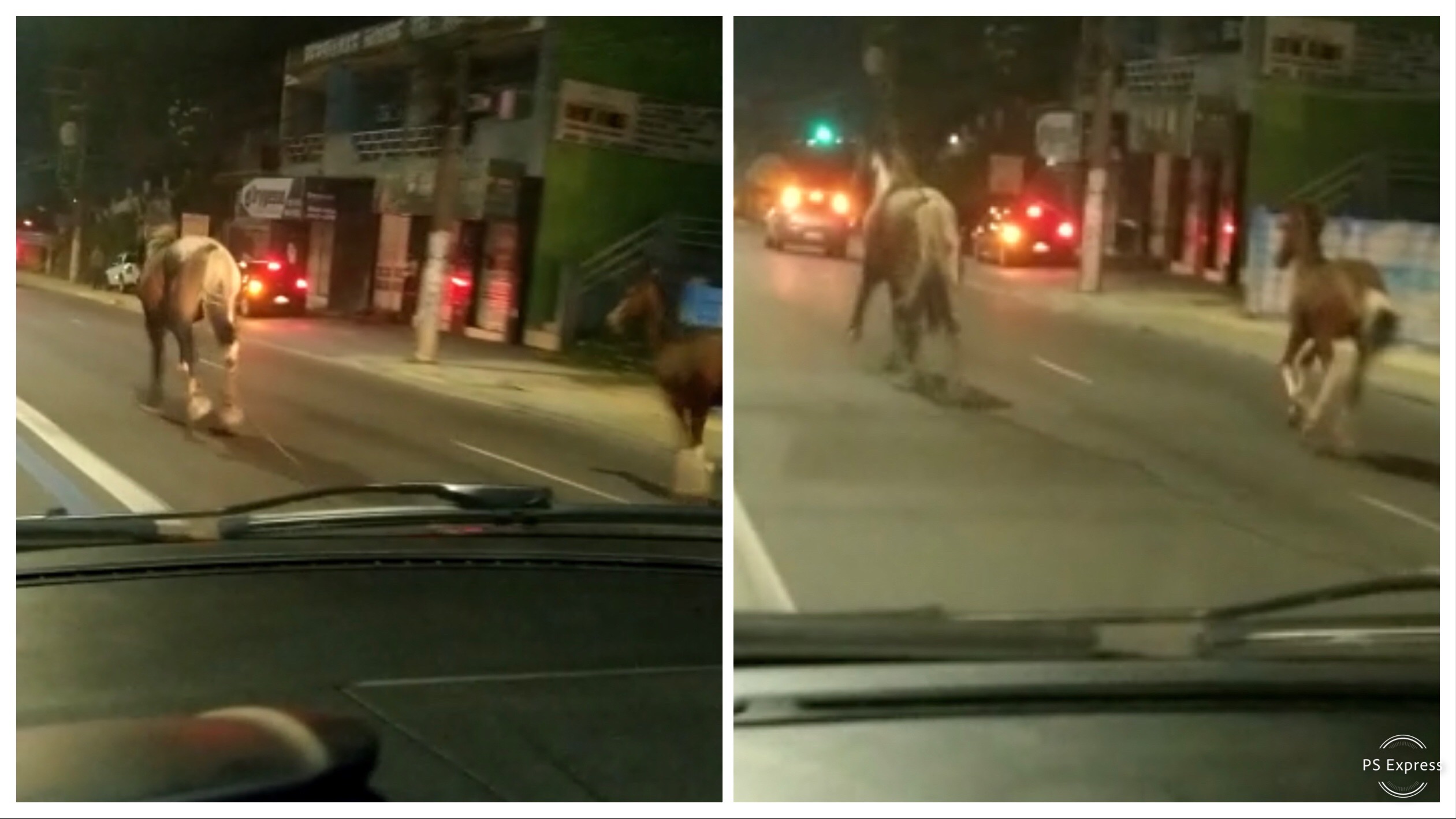 Cavalos fogem e invadem avenida Max Teixeira. Motorista filma animais em fuga Cavalos fogem e invadem avenida Max Teixeira. Motorista filma animais em fuga