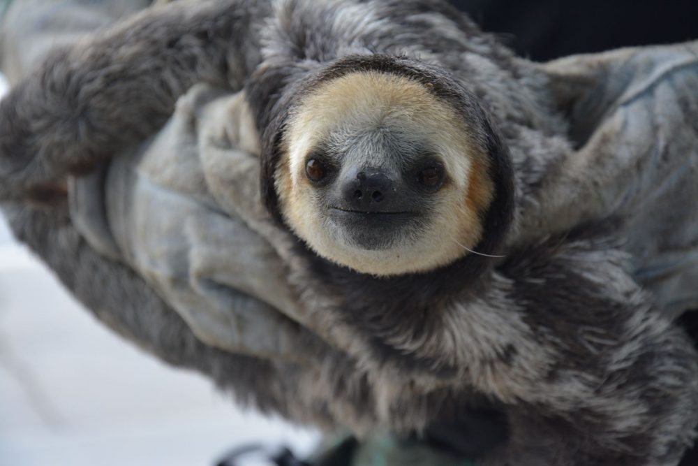 676 ANIMAIS SILVESTRES Resgate pelo batalhão triplicou em 2019 676 ANIMAIS SILVESTRES Resgate pelo batalhão triplicou em 2019