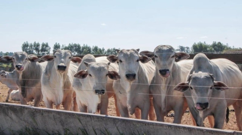 Frigorífico tem pedido de indenização de R$ 1,9 milhão por vender carne de origem ilegal Frigorífico tem pedido de indenização de R$ 1,9 milhão por vender carne de origem ilegal