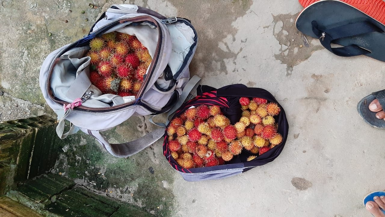 Crian&ccedil;a sobe em &aacute;rvore para colher fruta e &eacute; morto com tiro de espingarda por caseiro