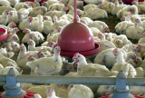 Brasil controla surto de gripe aviária e mira retomada das exportações de frango