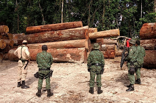 Opera&ccedil;&atilde;o Arquimedes: Justi&ccedil;a condena empres&aacute;rio por lavagem de madeira na Amaz&ocirc;nia