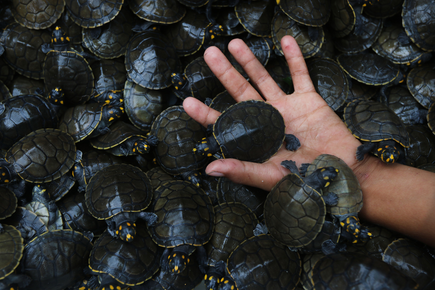 Mais de 5 mil filhotes de quel&ocirc;nios s&atilde;o devolvidos &agrave; natureza no Careiro