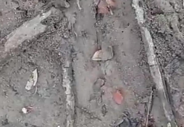 Feto é encontrado em área de mata na Marina do Davi Feto é encontrado em área de mata na Marina do Davi