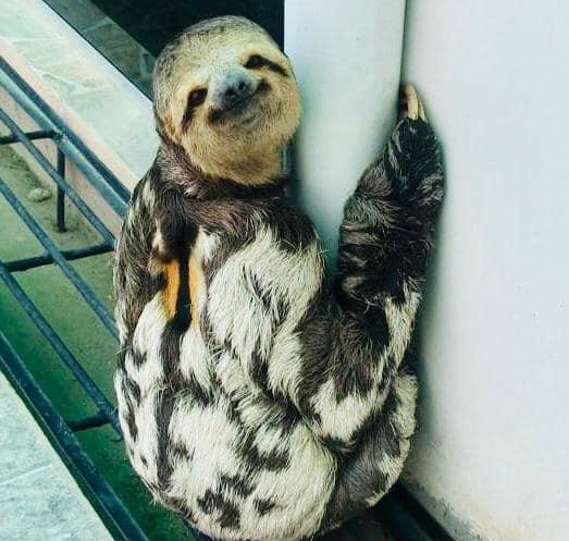 Tamanduá e preguiça são resgatados pelo Batalhão Ambiental. Veja fotos Tamanduá e preguiça são resgatados pelo Batalhão Ambiental. Veja fotos