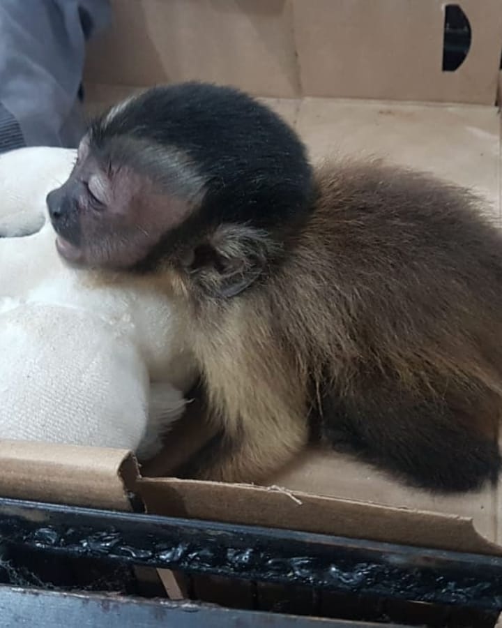 Macaco &eacute; resgatado e alimentado pela PRF; animal estava com homens na BR-174