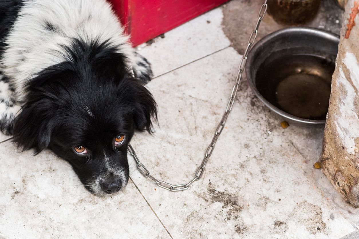 Casos de maus-tratos de animais podem ser feitos via Boletim de Ocorrência online Casos de maus-tratos de animais podem ser feitos via Boletim de Ocorrência online
