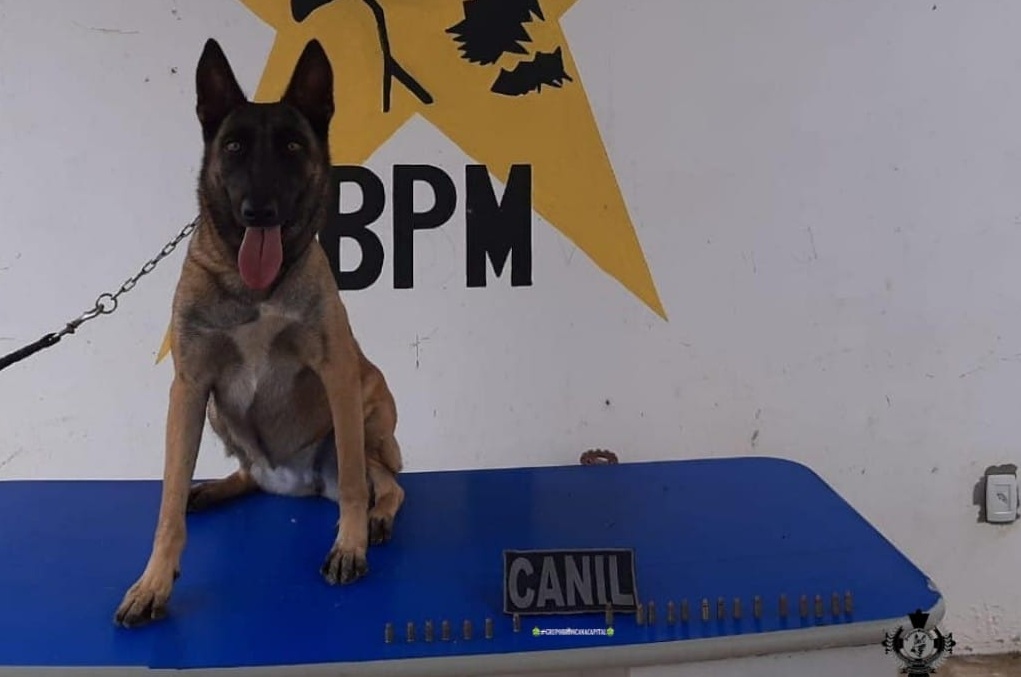 Cadela Juma ajuda PM a apreender munições em Tabatinga Cadela Juma ajuda PM a apreender munições em Tabatinga
