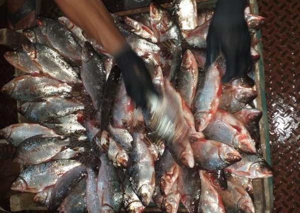 Jaraqui é o peixe mais consumido no Amazonas Jaraqui é o peixe mais consumido no Amazonas