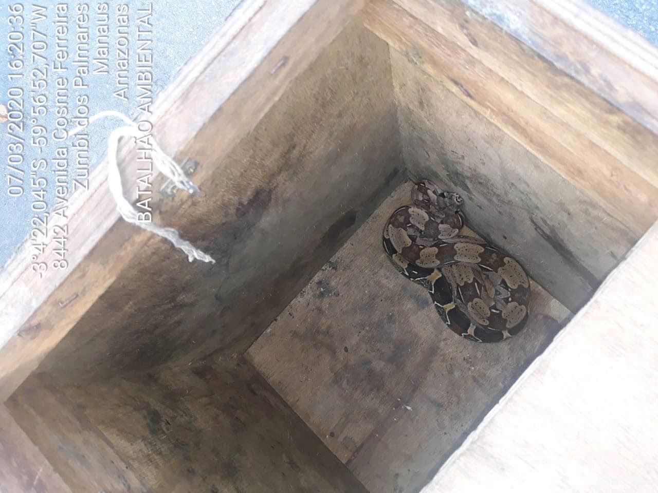 PM resgata jiboias em resid&ecirc;ncias no S&atilde;o Jos&eacute; e Parque das Laranjeiras