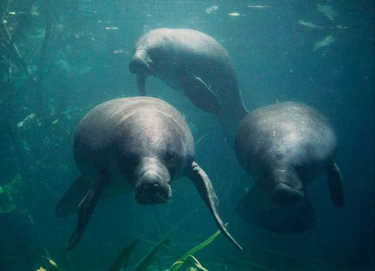 Peixes-bois ganham campanha de financiamento coletivo para monitorar animais