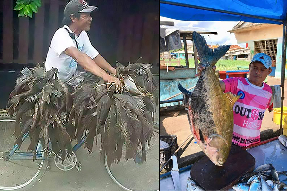 Peixes da Amazônia em tamanho e quantidade Peixes da Amazônia em tamanho e quantidade