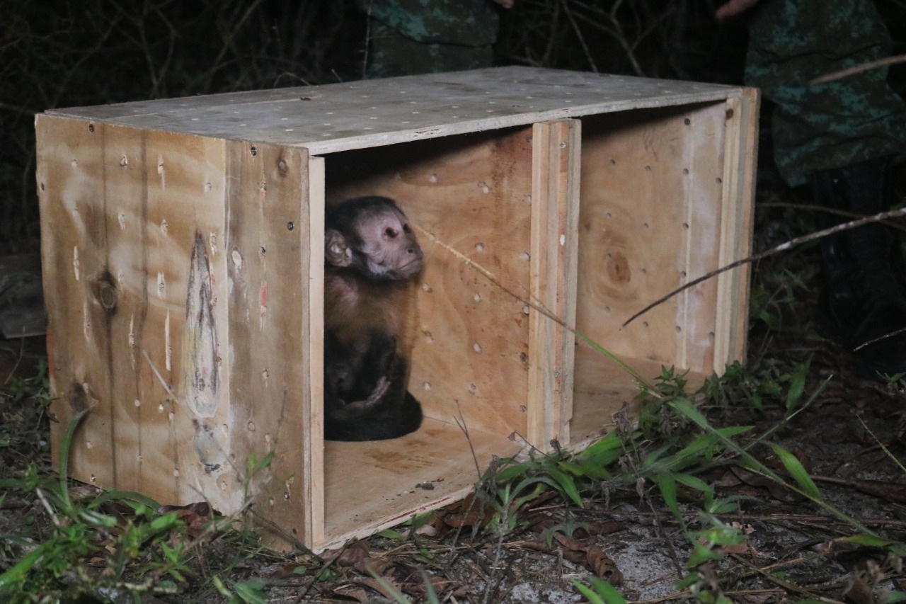 Batalhão Ambiental resgatou 140 animais nos primeiros meses de 2020 Batalhão Ambiental resgatou 140 animais nos primeiros meses de 2020