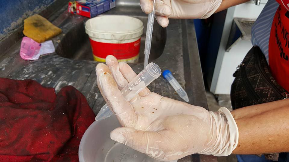 Pessoas em isolamento social devem reforçar prevenção ao Aedes nos domicílios Pessoas em isolamento social devem reforçar prevenção ao Aedes nos domicílios