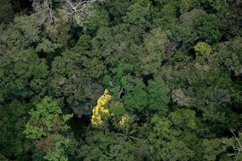 Desmatamento na Amazônia Legal cai 11% e atinge menor taxa dos últimos anos