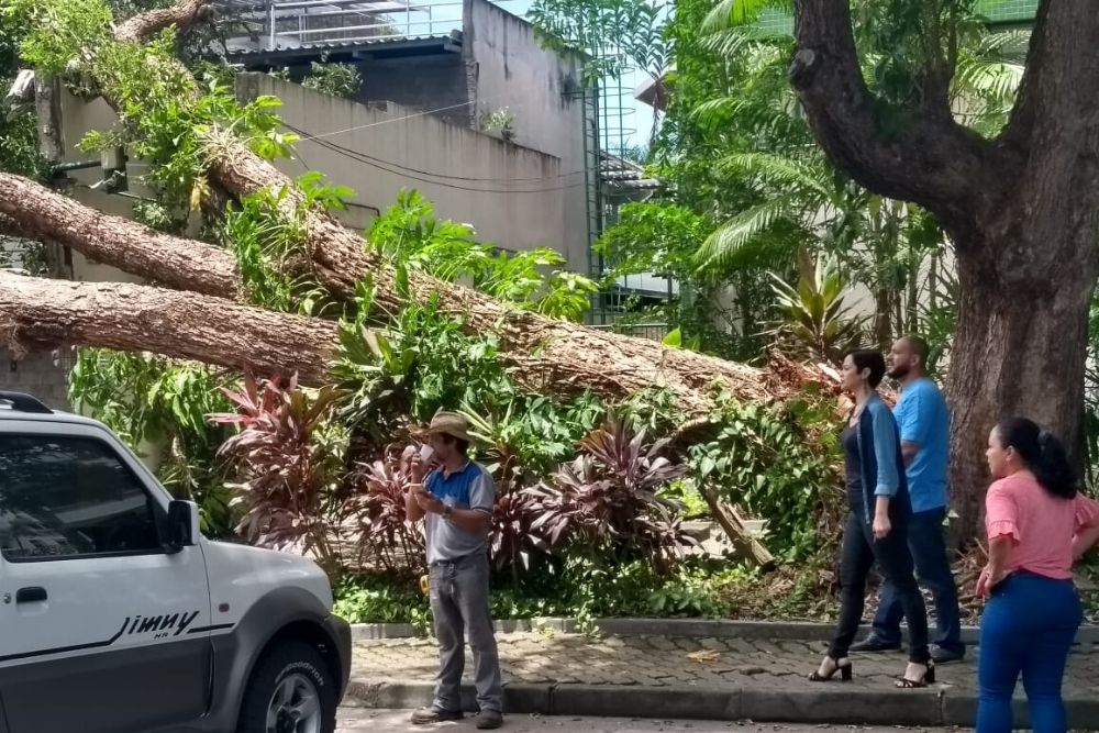 Oitizeiro tomba em cima de calçada na rua Teresina. Veja fotos Oitizeiro tomba em cima de calçada na rua Teresina. Veja fotos