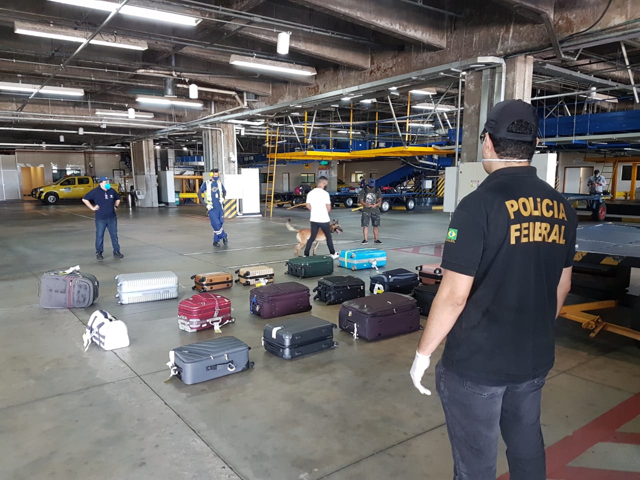 11kg de skunk são apreendidos em mala com mulher no aeroporto internacional 11kg de skunk são apreendidos em mala com mulher no aeroporto internacional