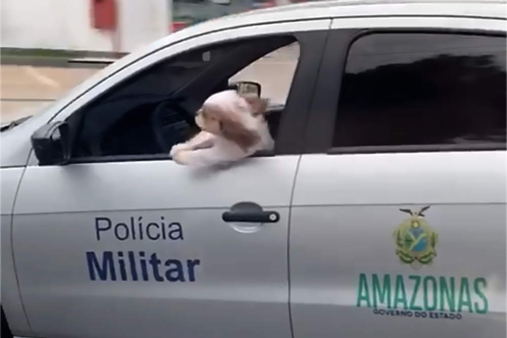 Flagrado com cachorro em viatura Flagrado com cachorro em viatura