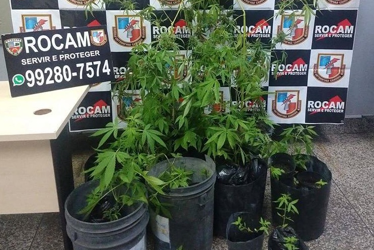 Planta&ccedil;&atilde;o de p&eacute;s de maconha &eacute; encontrada no Tarum&atilde; e dono &eacute; preso pela Rocam