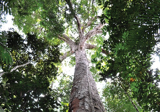 Museu da Amaz&ocirc;nia lan&ccedil;a projeto para ado&ccedil;&atilde;o de &aacute;rvores