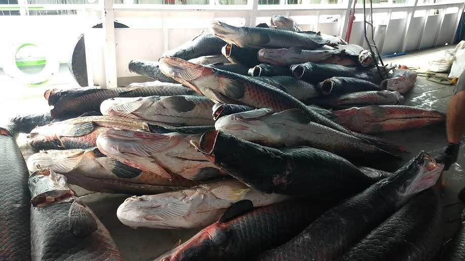 Mais de 15 toneladas de pescado apreendido foram distribuídas em 2020 Mais de 15 toneladas de pescado apreendido foram distribuídas em 2020