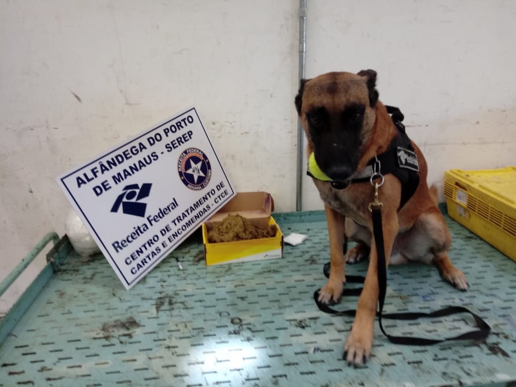 Encomendas com maconha skunk s&atilde;o farejadas por c&atilde;o Deco nos Correios em Manaus
