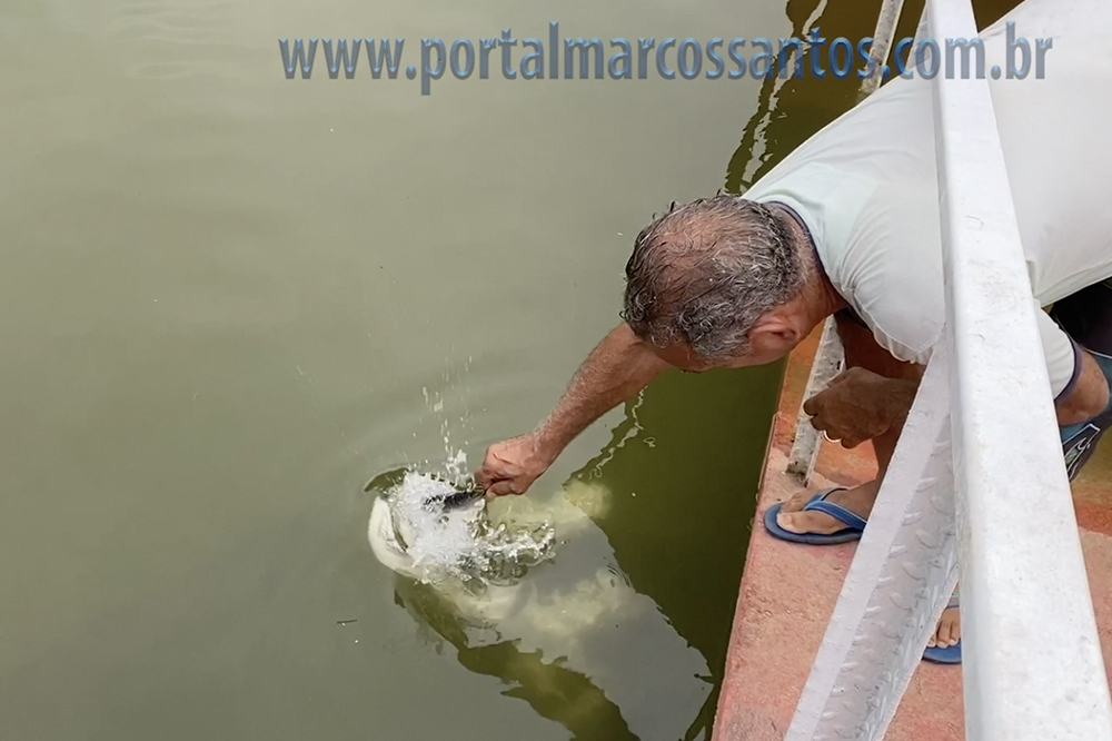 Veja ataque de tambaquis e pirarucus Veja ataque de tambaquis e pirarucus