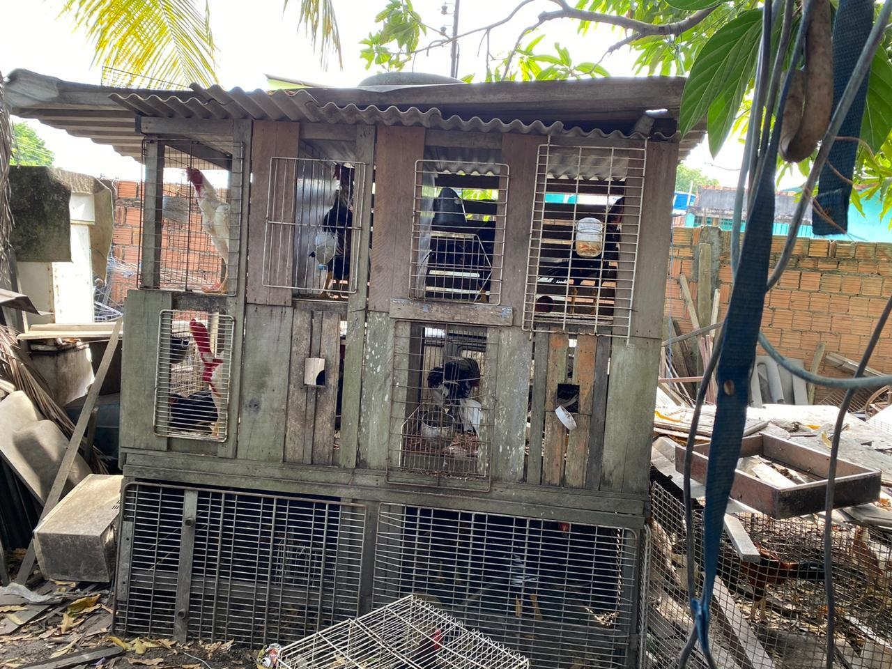 Idoso é detido acusado de manter animais silvestres em cativeiro na Cidade de Deus Idoso é detido acusado de manter animais silvestres em cativeiro na Cidade de Deus