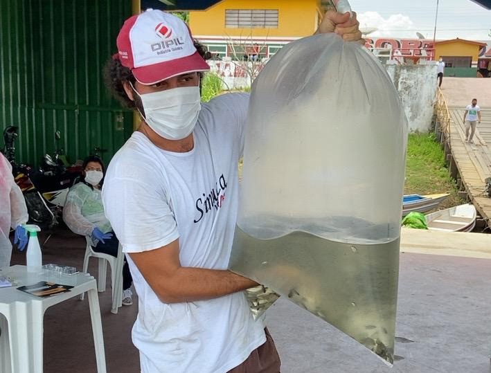 Governo estadual entrega 10 mil alevinos de tambaqui a piscicultores de Urucará Governo estadual entrega 10 mil alevinos de tambaqui a piscicultores de Urucará