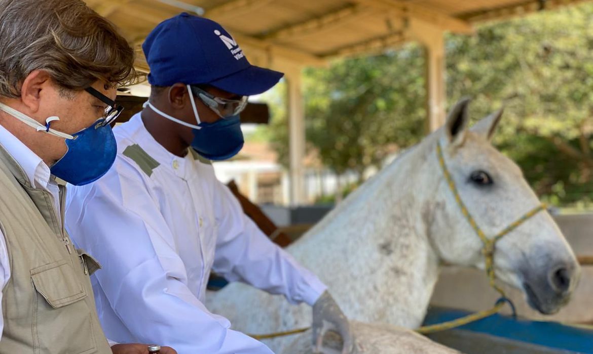 Soros produzidos por cavalos têm anticorpos potentes para Covid-19 Soros produzidos por cavalos têm anticorpos potentes para Covid-19