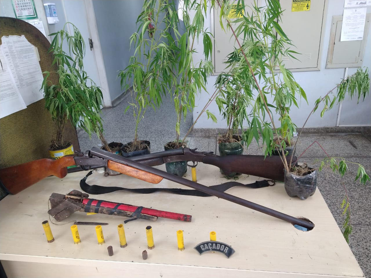 Pés de maconha são apreendidos com homem no ramal Hollywood na BR-174 Pés de maconha são apreendidos com homem no ramal Hollywood na BR-174