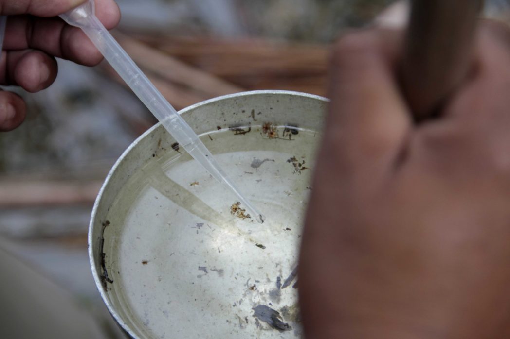 Criadouros de mosquitos s&atilde;o monitorados em todas as zonas da cidade