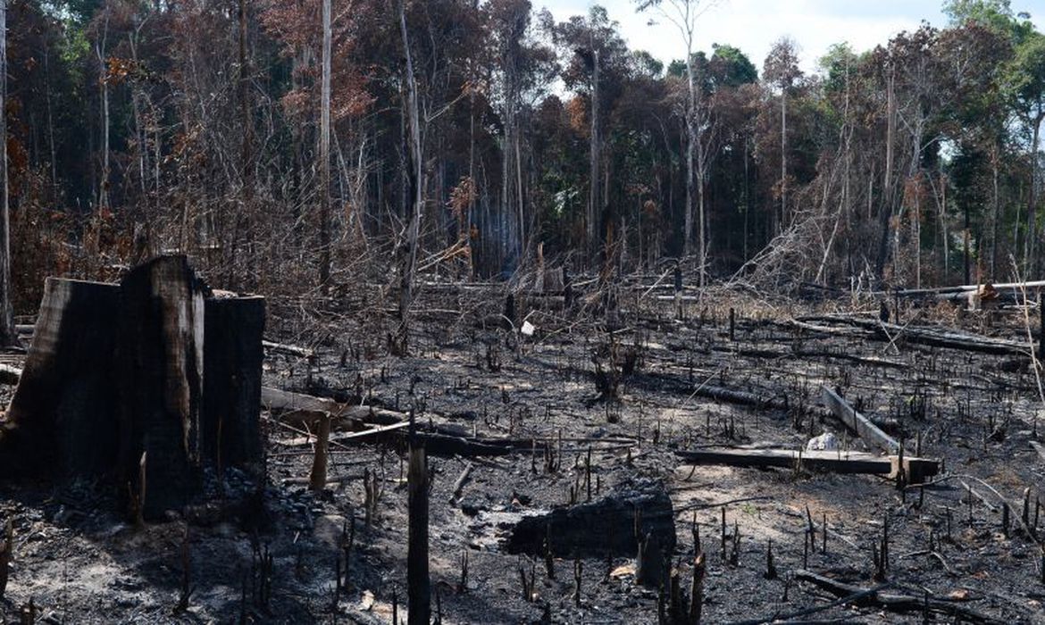 AGU obtém bloqueio de R$ 570 milhões de desmatadores da Amazônia AGU obtém bloqueio de R$ 570 milhões de desmatadores da Amazônia