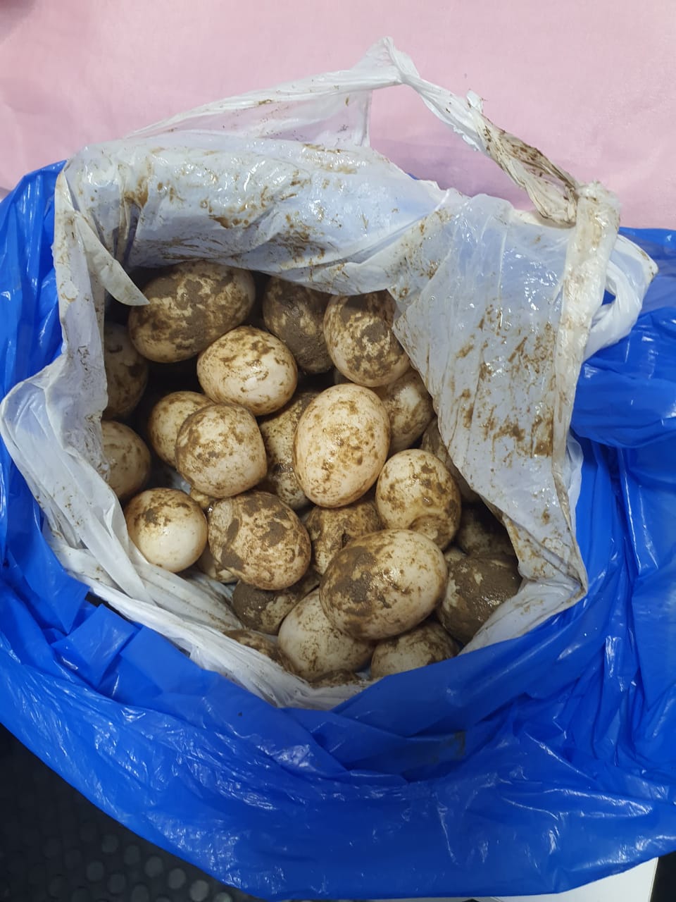 Policiais e agentes apreendem 100 ovos de tracaj&aacute; na Base Arp&atilde;o