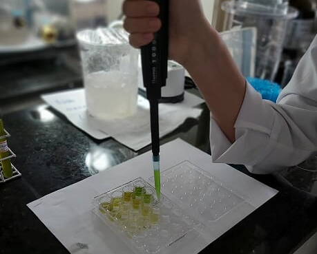 Com apoio da Fapeam, pesquisadores investigam uso de planta para tratar de três tipos de câncer Com apoio da Fapeam, pesquisadores investigam uso de planta para tratar de três tipos de câncer