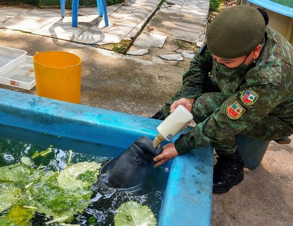 Filhote fêmea de peixe-boi é resgatado pela PM e entregue ao Inpa Filhote fêmea de peixe-boi é resgatado pela PM e entregue ao Inpa