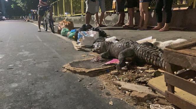 Jacar&eacute; &eacute; encontrado morto a pauladas e no meio do lixo ap&oacute;s chuva no Coroado