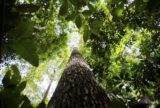 Países amazônicos defenderão fundo para preservar florestas